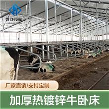 牛臥床的科學設計與牧場工程優(yōu)化策略